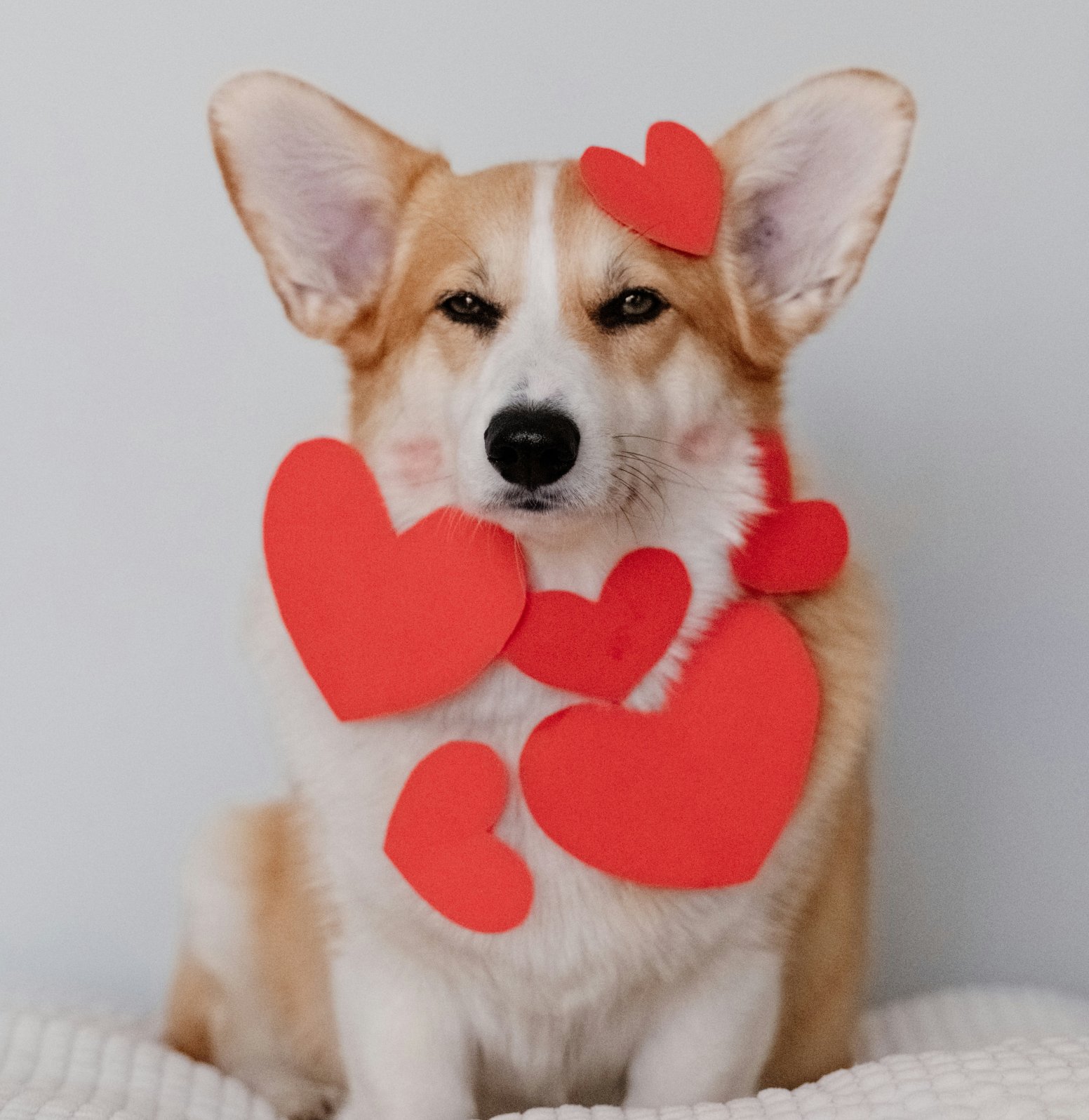 Walentynkowe serce dla zwierzaków – rusza akcja w Czerwionce-Leszczynach Ivana La / Unsplash - zdjęcie ilustracyjne