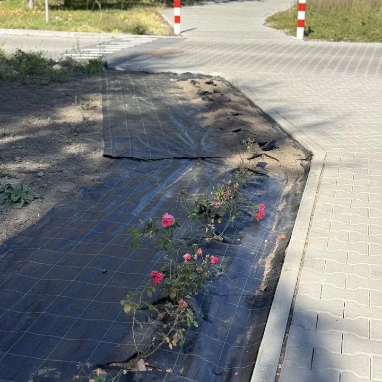 Nocna kradzież róż przy ul. Nickla