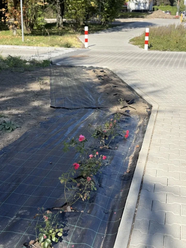 Nocna kradzież róż przy ul. Nickla