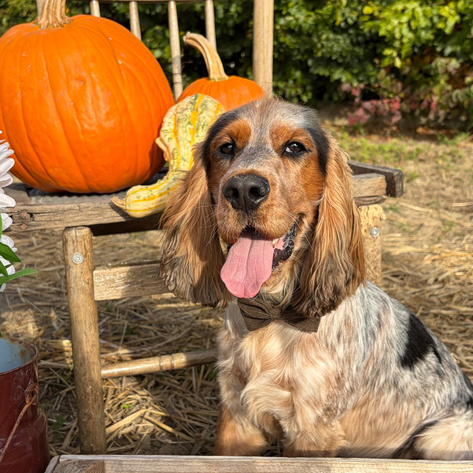 Cocker Spaniel na tle dyni