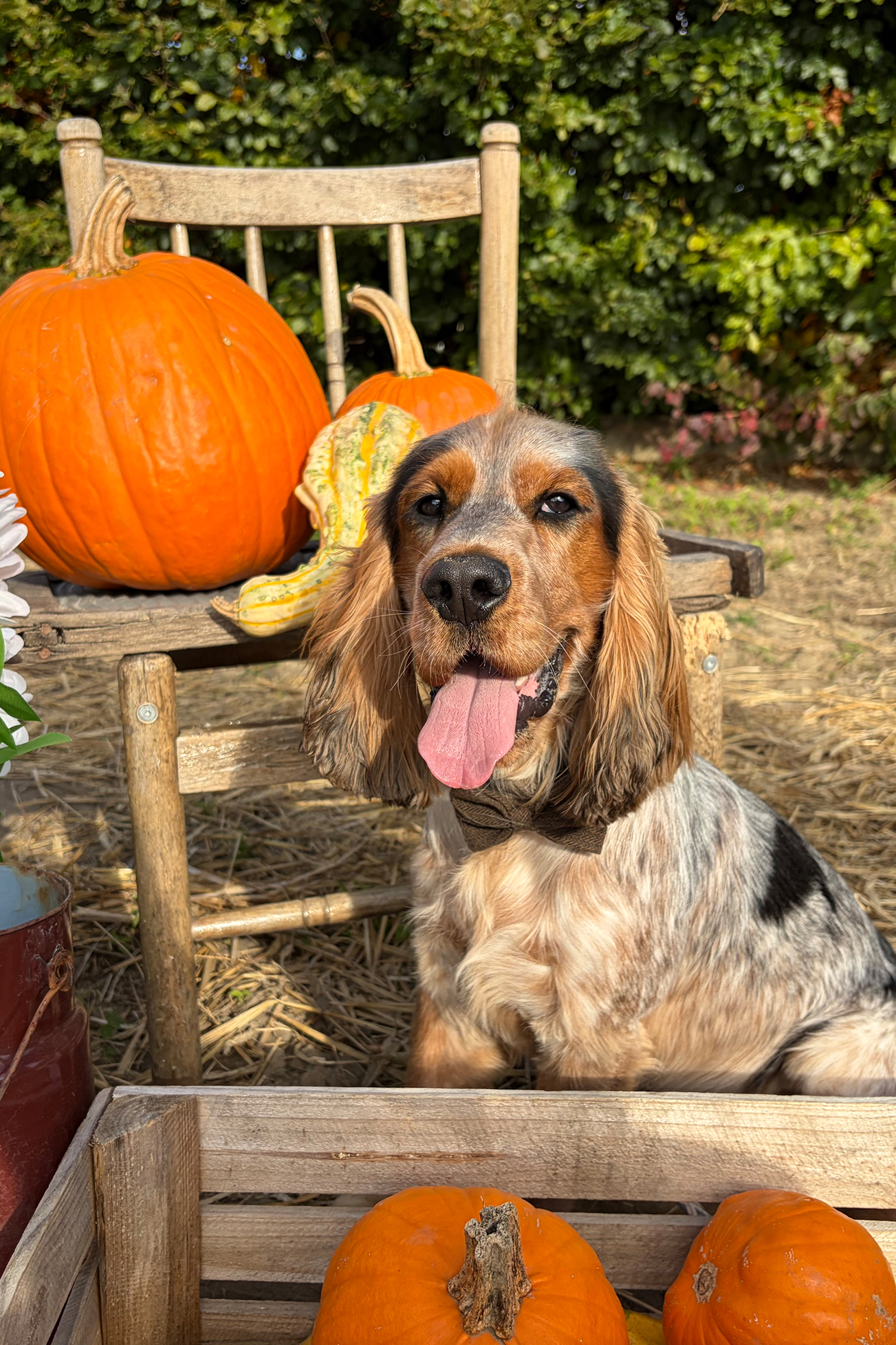 Cocker Spaniel na tle dyni