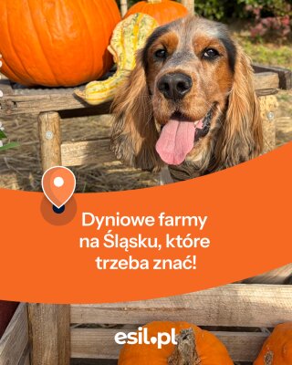 Dyniowe farmy na Śląsku, które trzeba znać