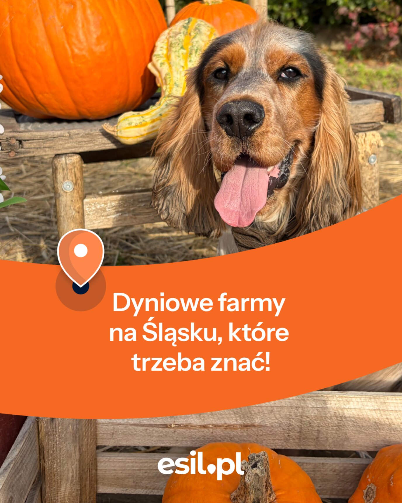 Dyniowe farmy na Śląsku, które trzeba znać