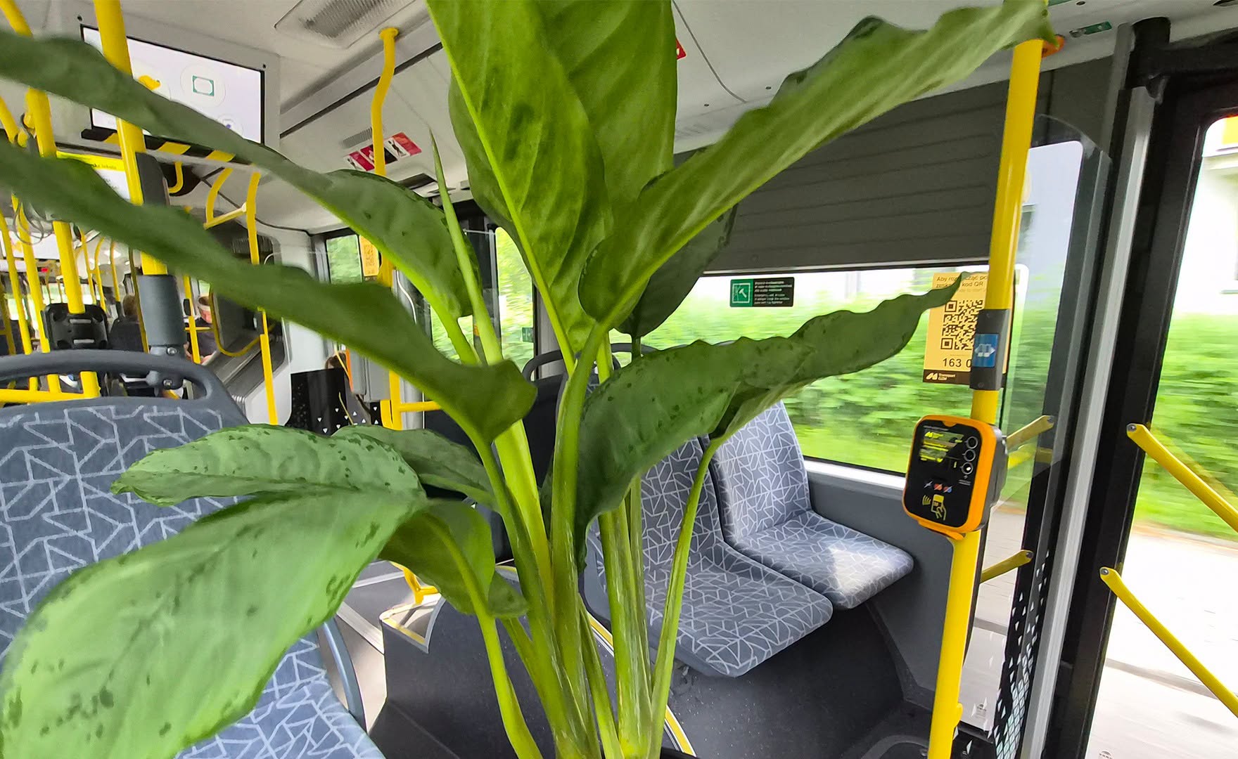 Roślina w autobusie