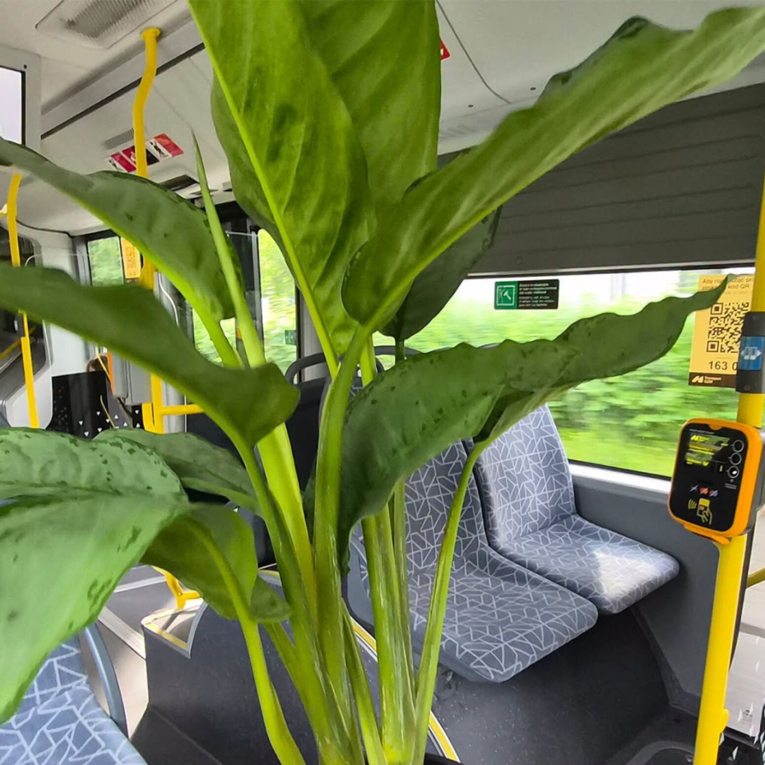 Roślina w autobusie