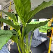 Roślina w autobusie