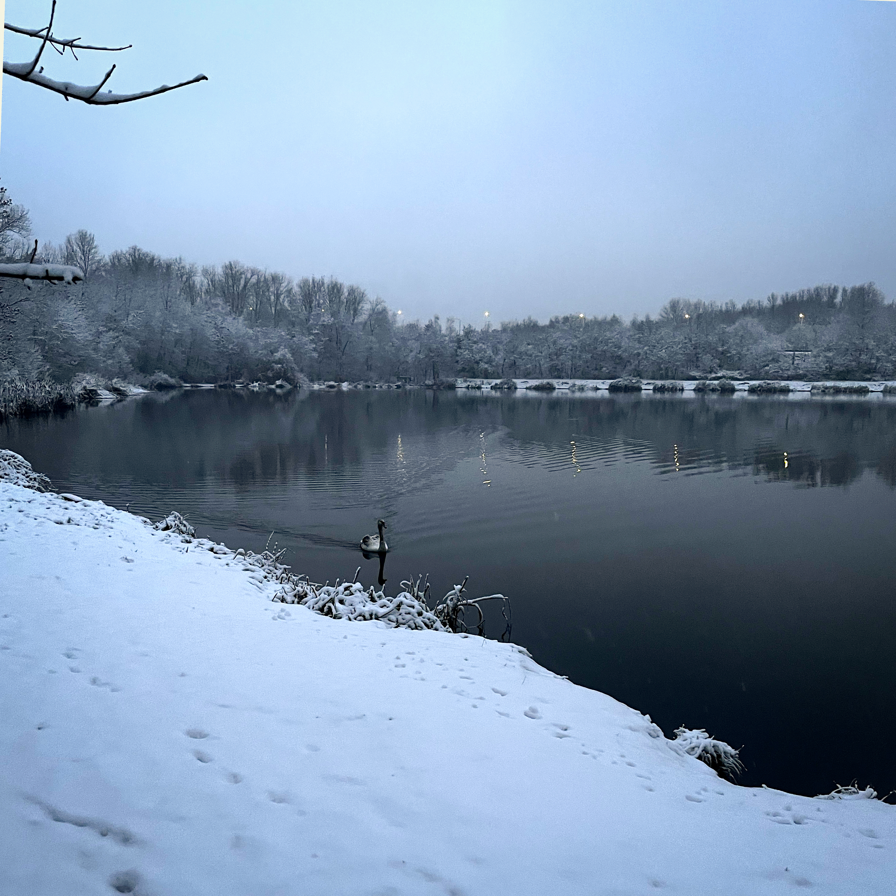 "Zimowy krajobraz nad zamarzniętym stawem. Na pierwszym planie łabędź i kaczka pływające w wodzie. Brzeg i drzewa w tle pokryte śniegiem, nad wodą odbicia świateł z latarni."