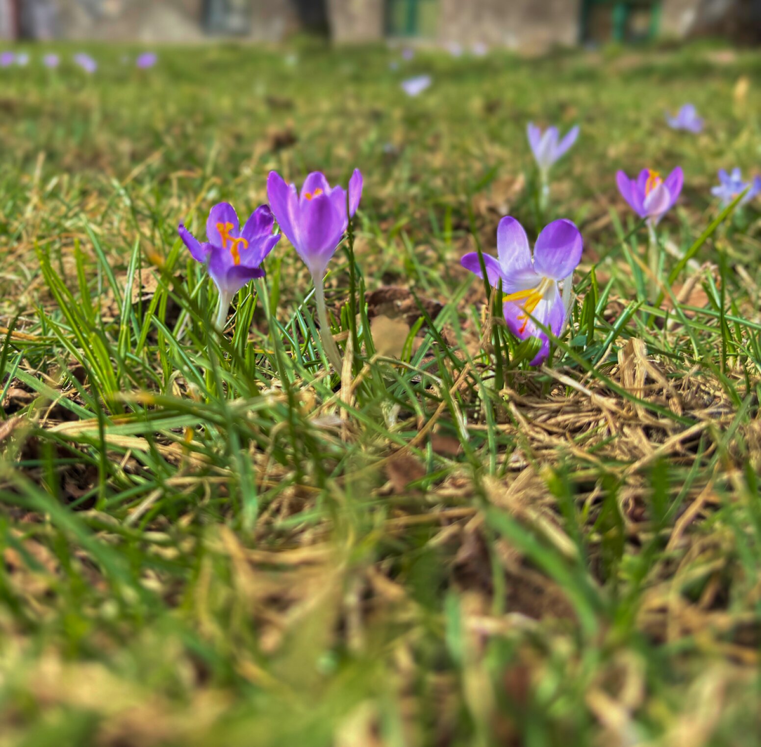 zdjęcie łąki z krokusami