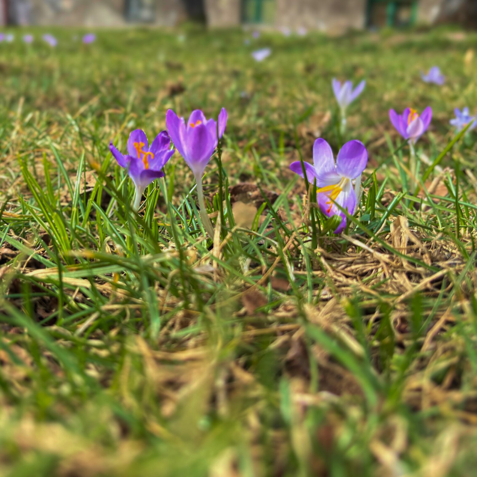 zdjęcie łąki z krokusami