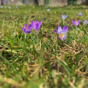 zdjęcie łąki z krokusami