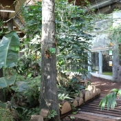 zdjęcie roślin tropikalnych