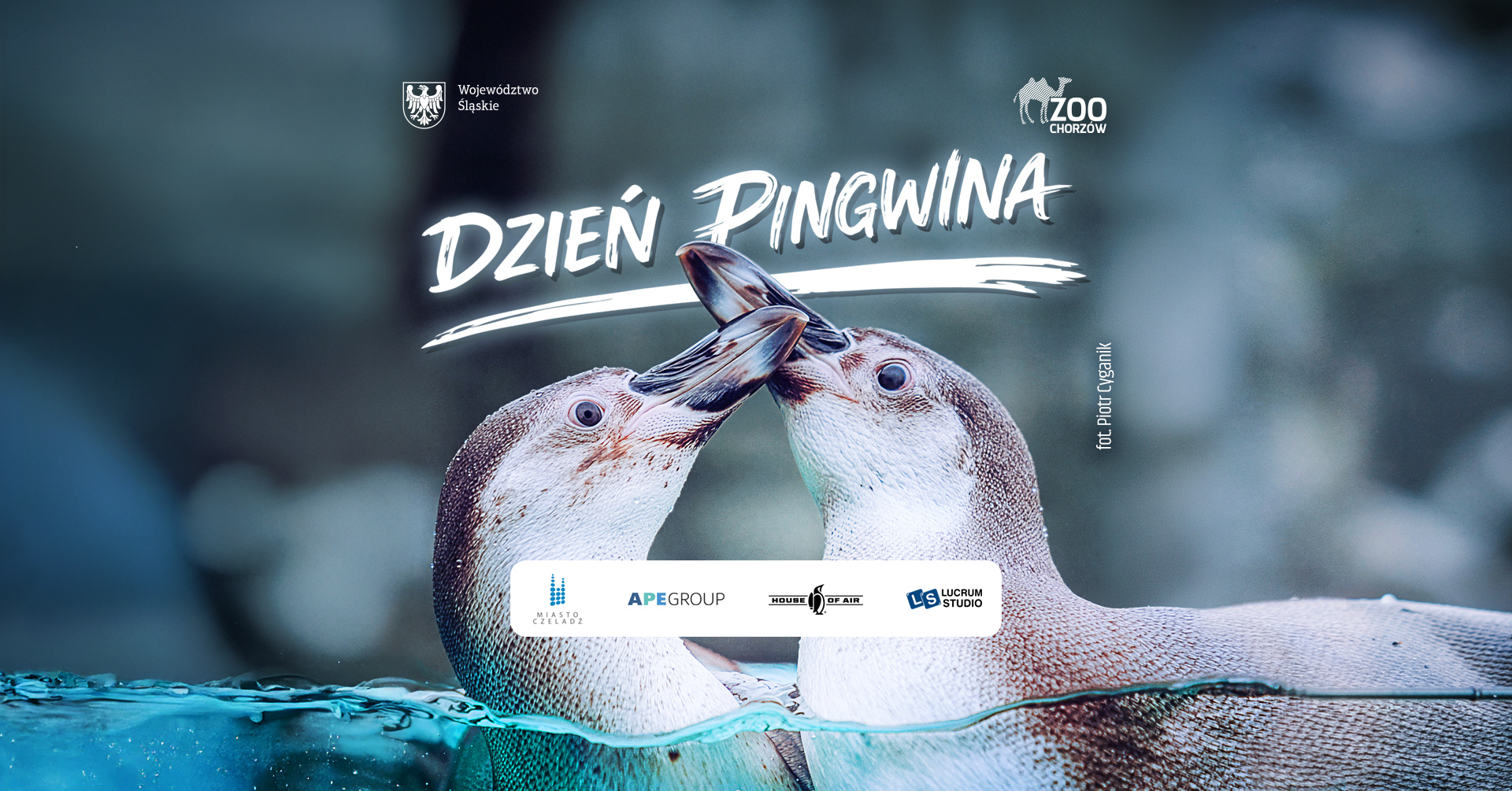Plakat z pingwinami