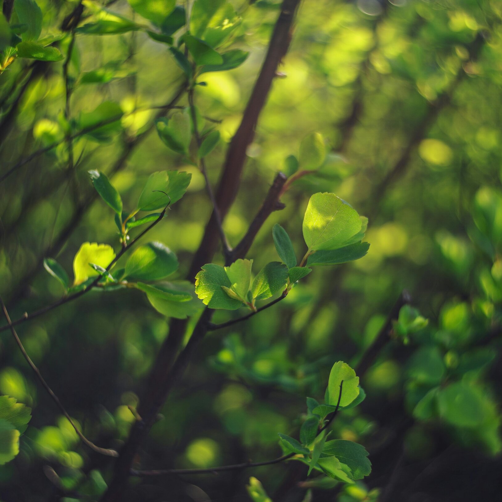 zielone liście na krzewie