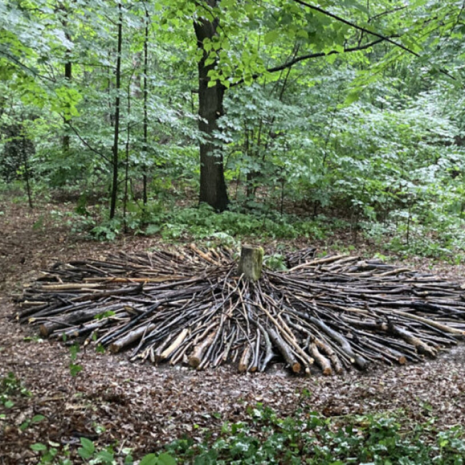 zdjęcie kręgu w lesie