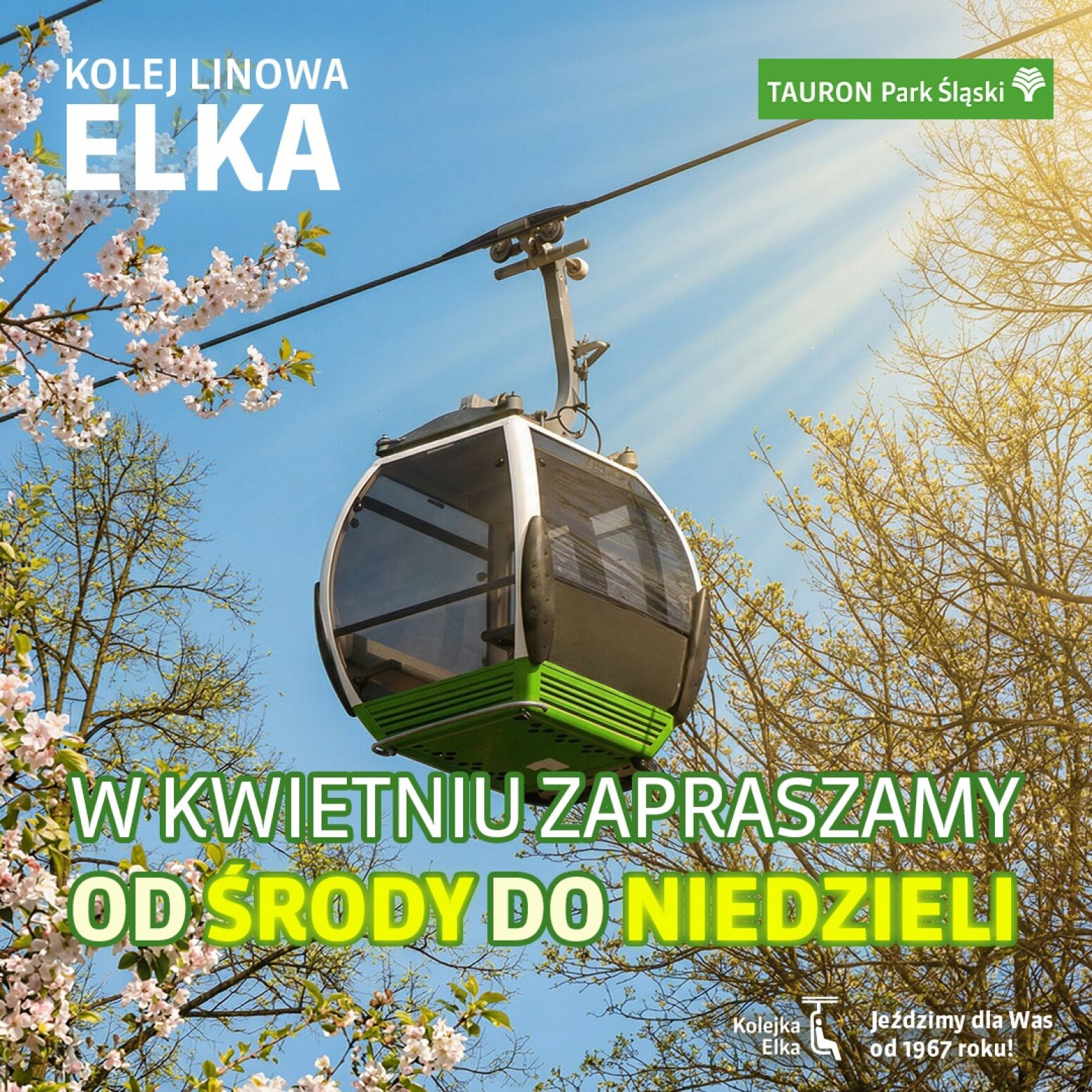 Elka na linie