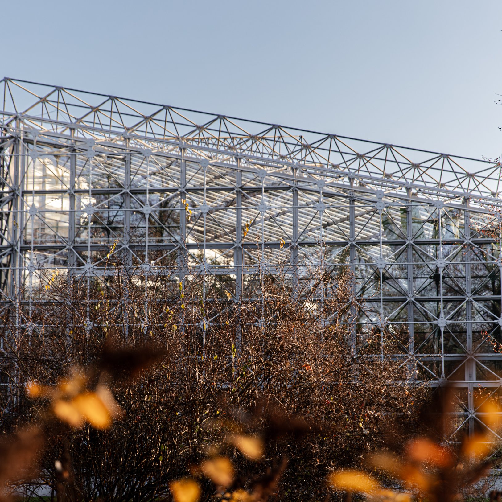 "Nowoczesna konstrukcja szklano-stalowa o ażurowej formie, prawdopodobnie będąca szklarnią lub palmiarnią. W tle widać przezroczyste dachy oraz roślinność wewnątrz budowli. Na pierwszym planie krzewy i liście w jesiennych barwach."