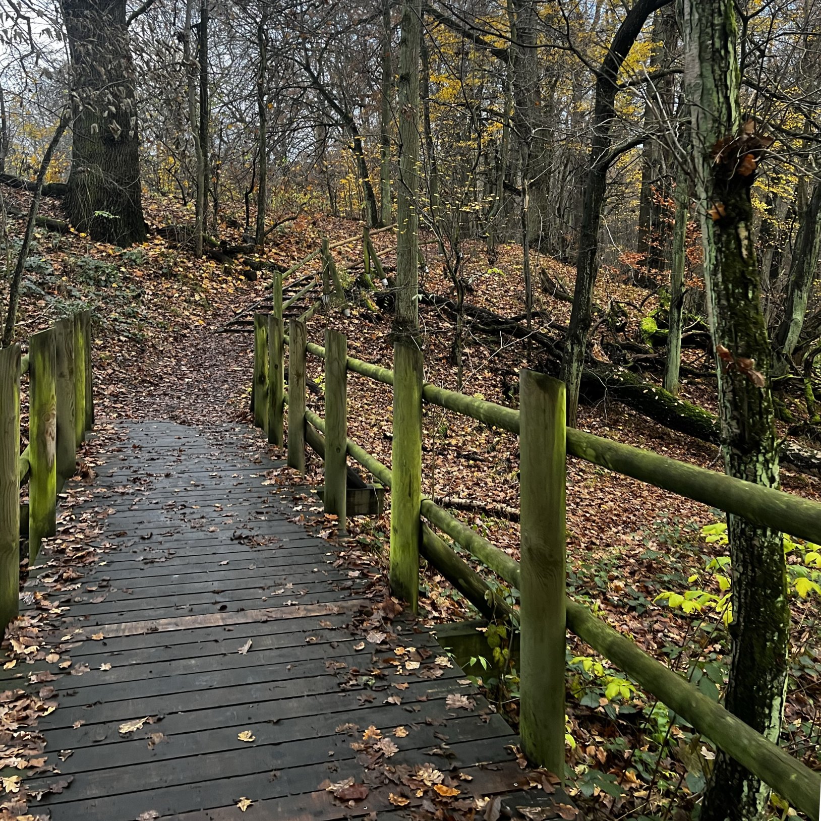 "Zdjęcia przedstawiają leśną ścieżkę spacerową prowadzącą przez drewniane mostki z poręczami. Jesienny krajobraz wypełniony jest opadłymi liśćmi, nagimi drzewami i nielicznymi zielonymi oraz żółtymi roślinami. Ścieżka wiedzie przez naturalne wzniesienia w