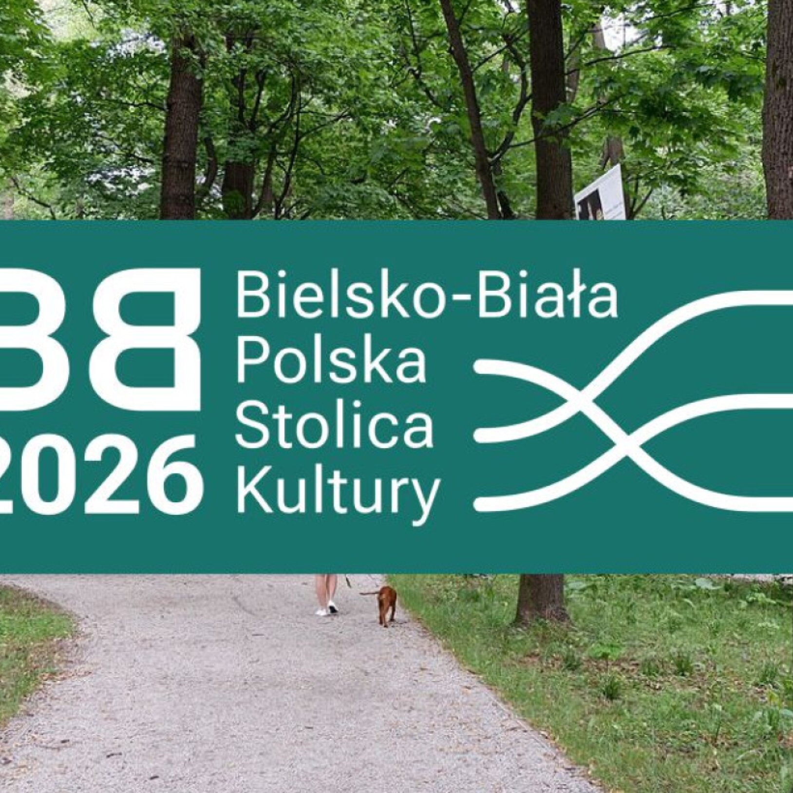 leśna ścieżka
