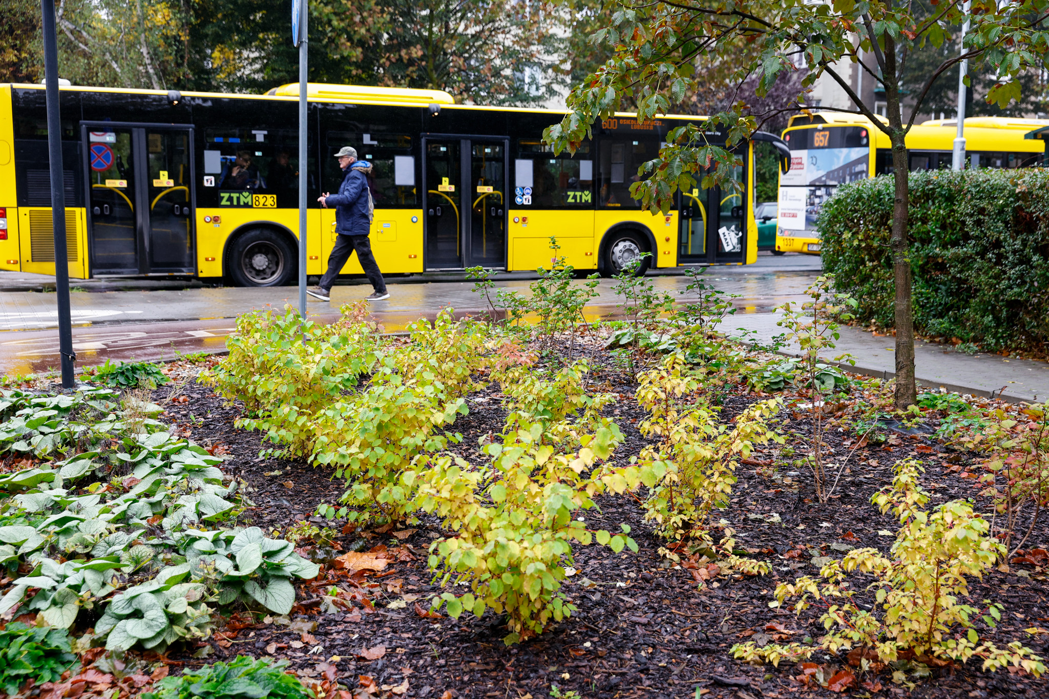 Trawnik z autobusem w tle