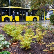 Trawnik z autobusem w tle