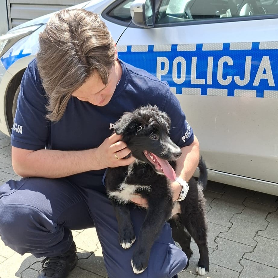 Szczeniak z policjantem na tle radiowozu