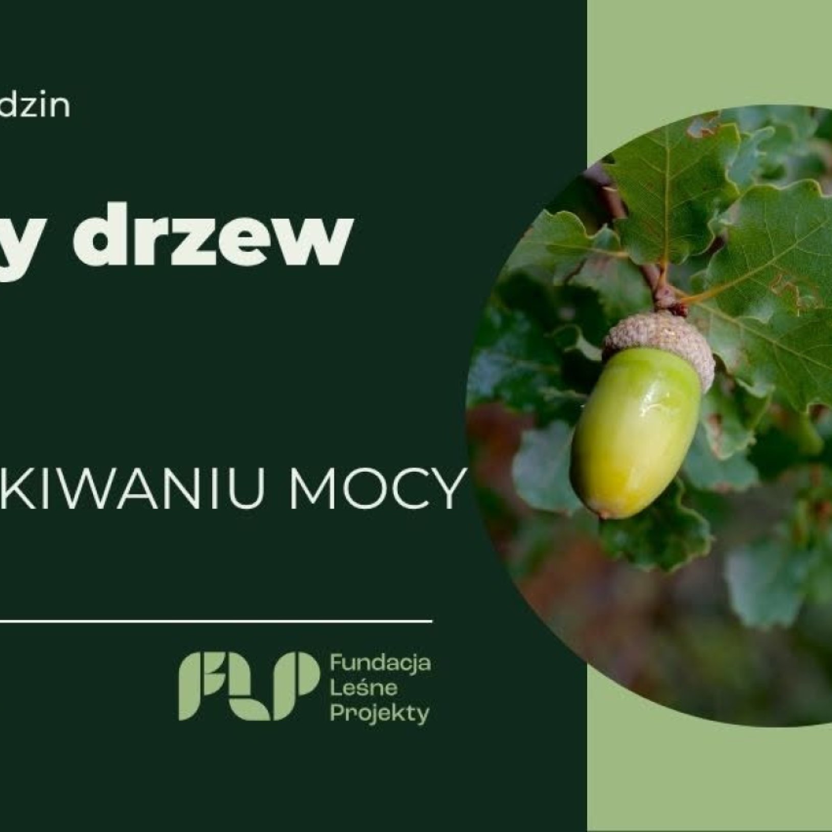 Wyprawa dla rodzin Żywoty Drzew – Dąb. W poszukiwaniu mocy