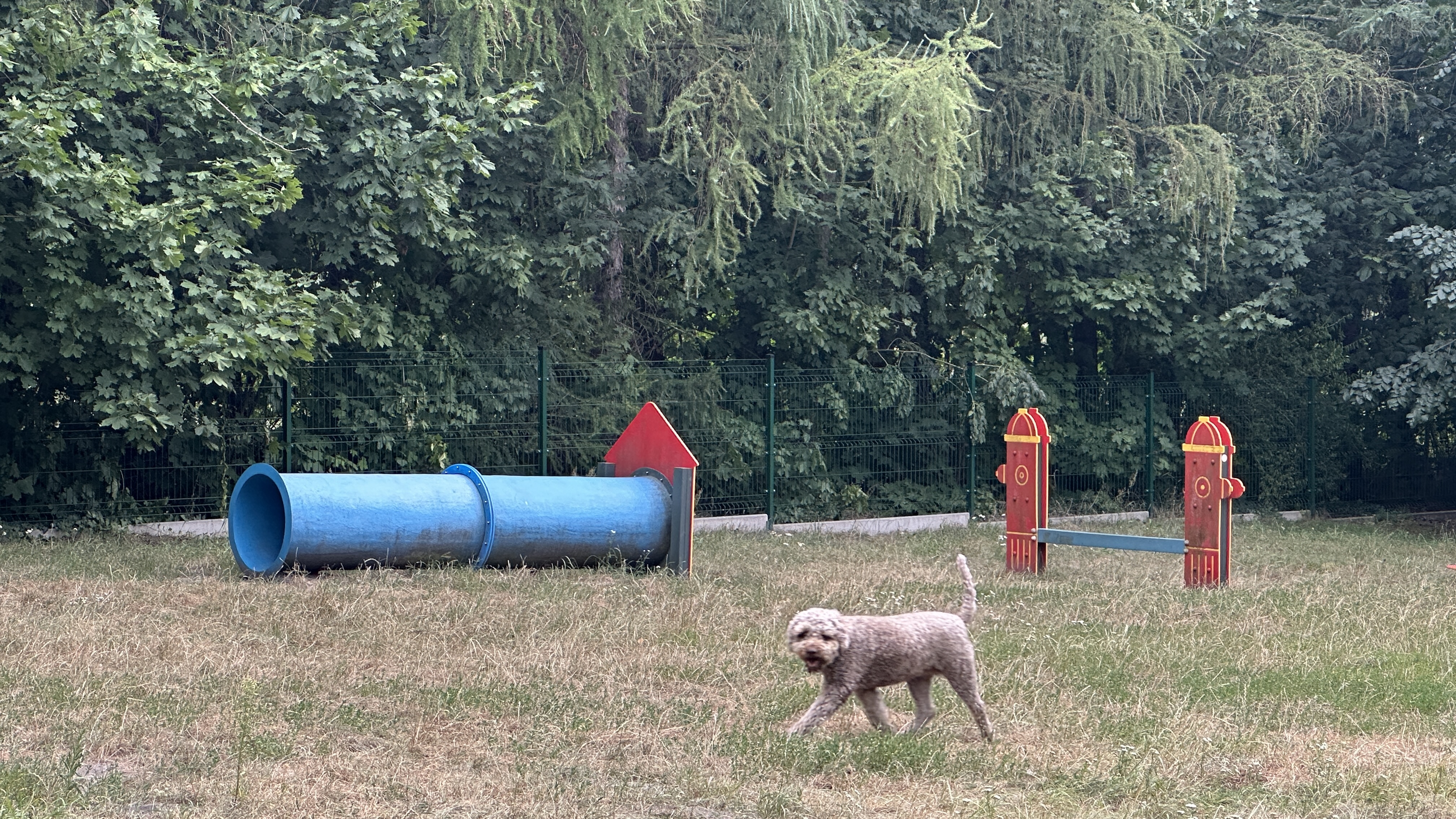 pies biegnący na tle psiego parku