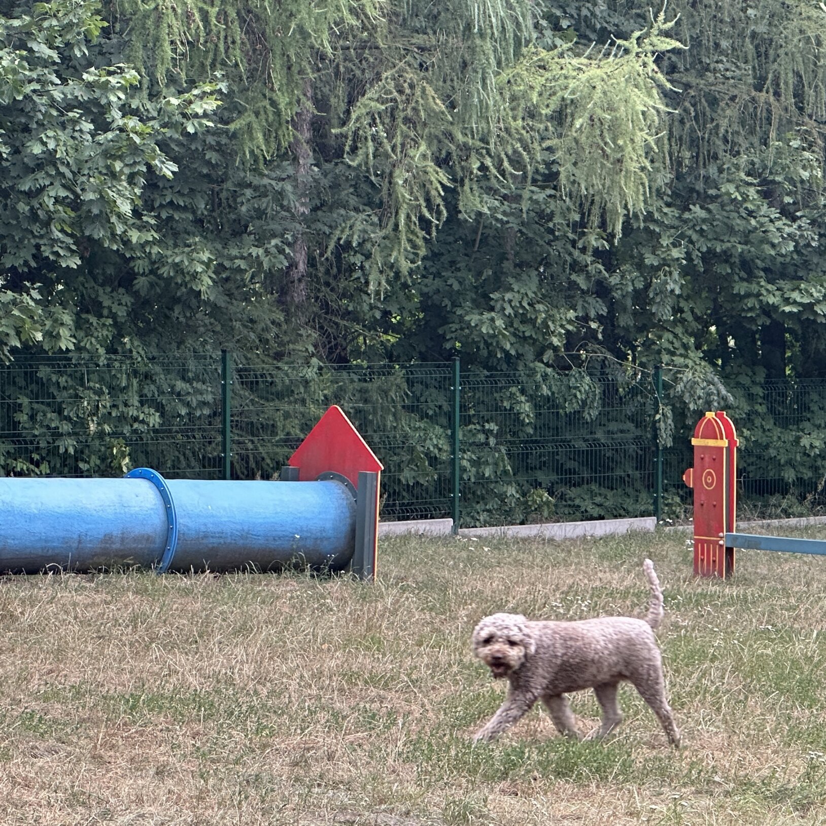 pies biegnący na tle psiego parku
