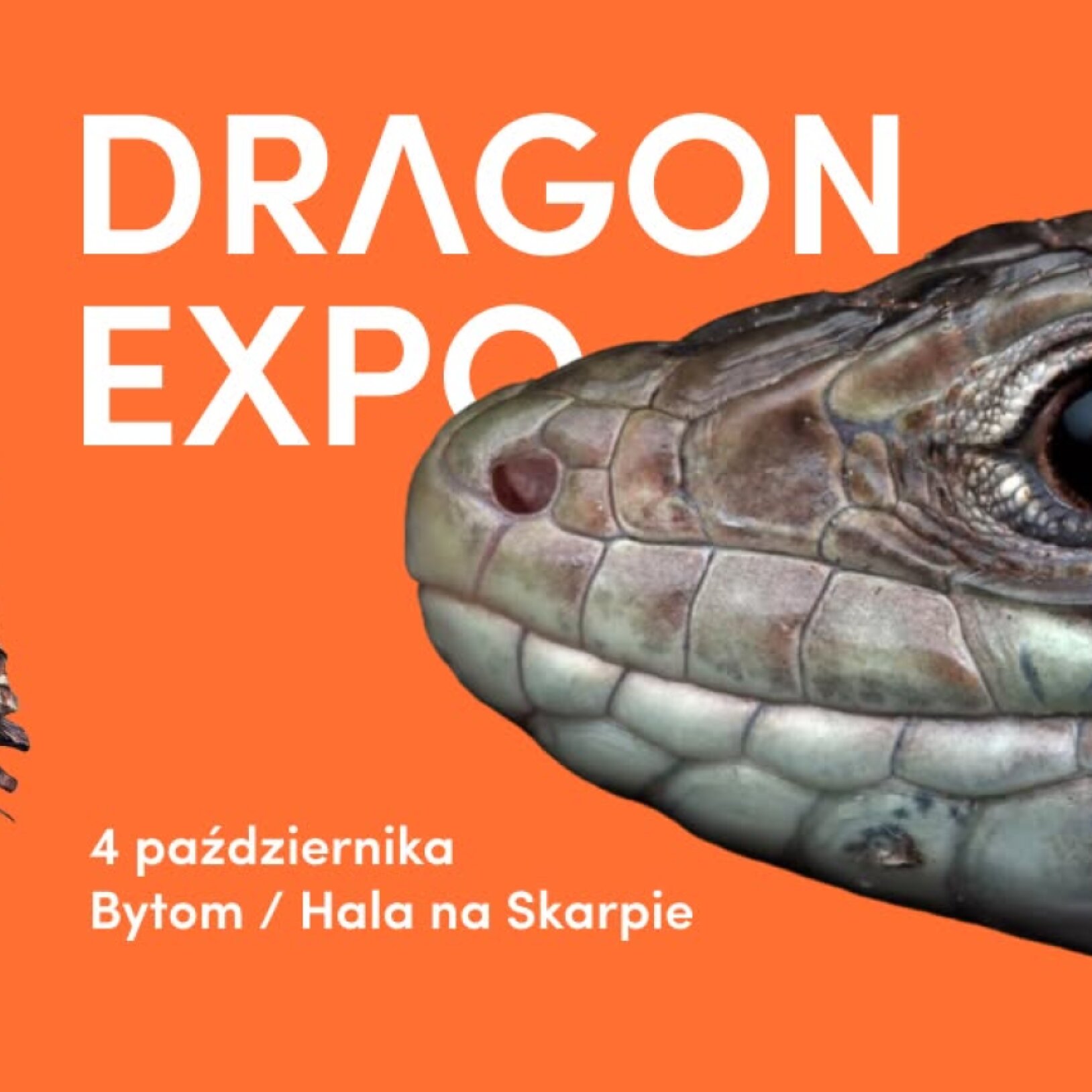 Event Terrarystyczny i Botaniczny Dragon Expo / Bytom