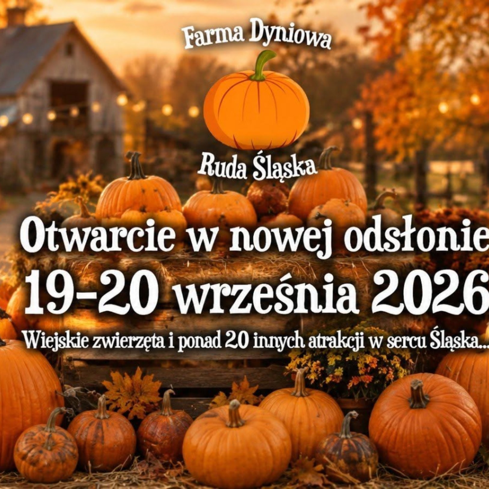 dynie na tle farmy dyniowej