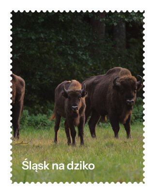 Śląsk na dziko