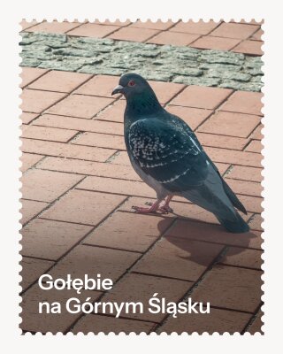 Gołębie  na Górnym Śląsku