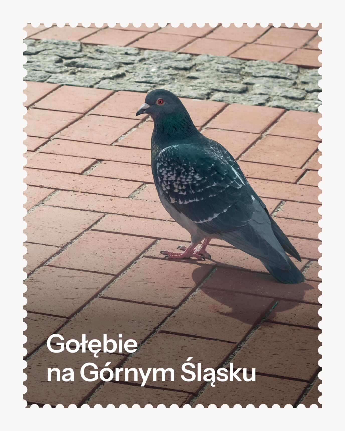 Gołębie  na Górnym Śląsku