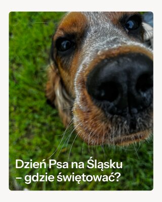 Dzień Psa na Śląsku