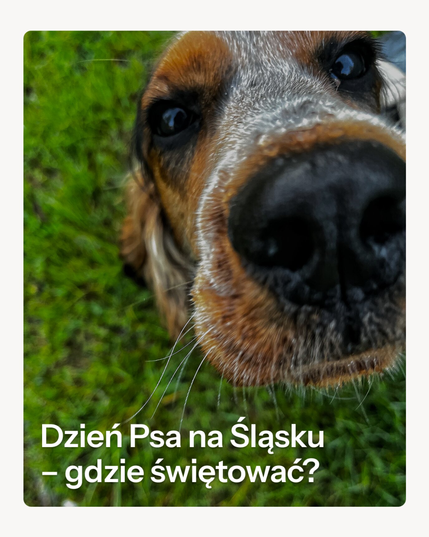 Dzień Psa na Śląsku