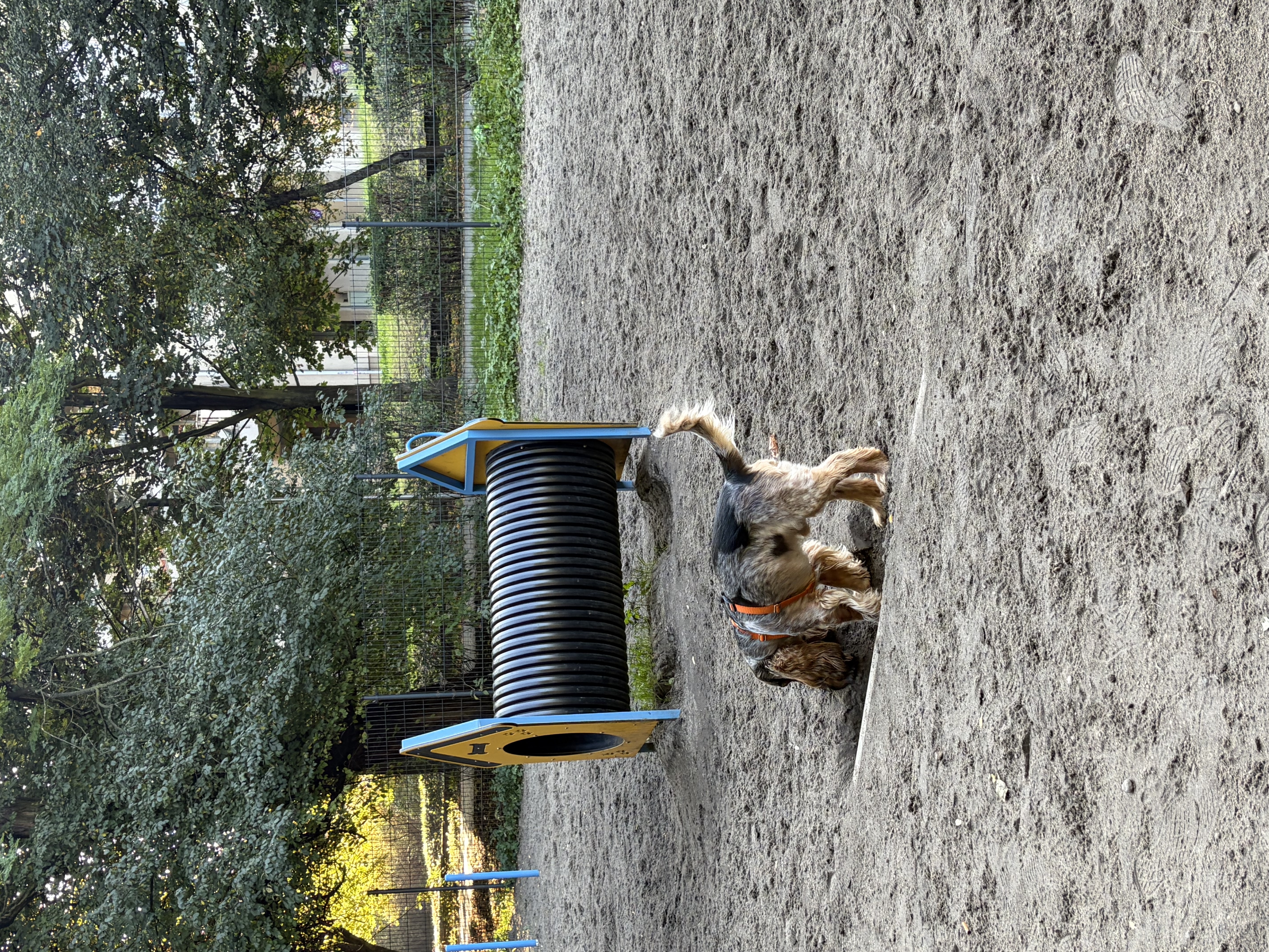 Psi park w Parku Róż