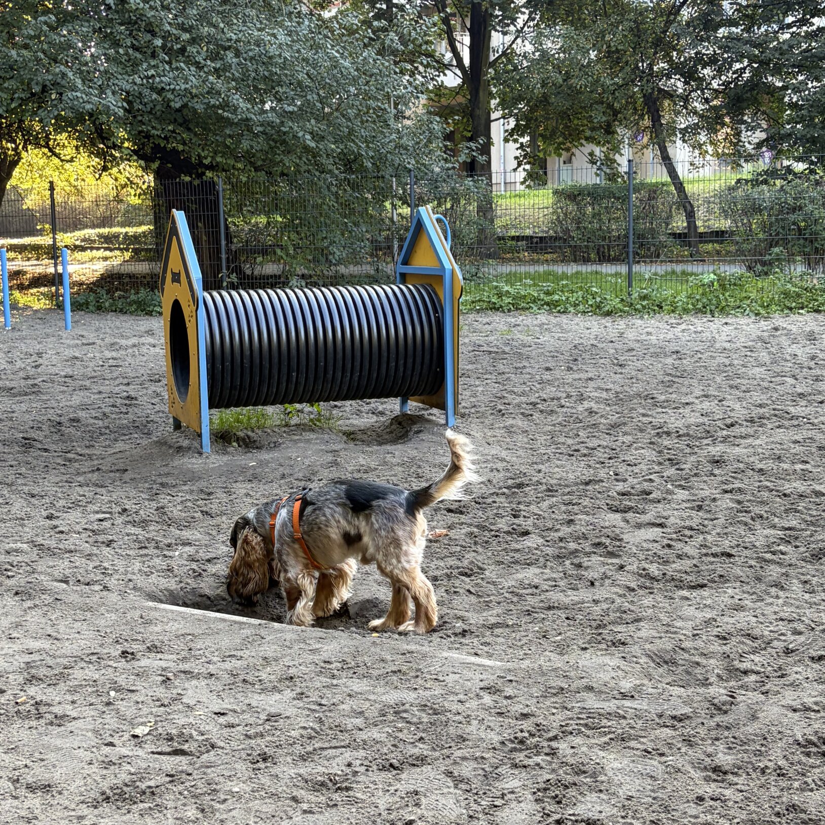 Psi park w Parku Róż